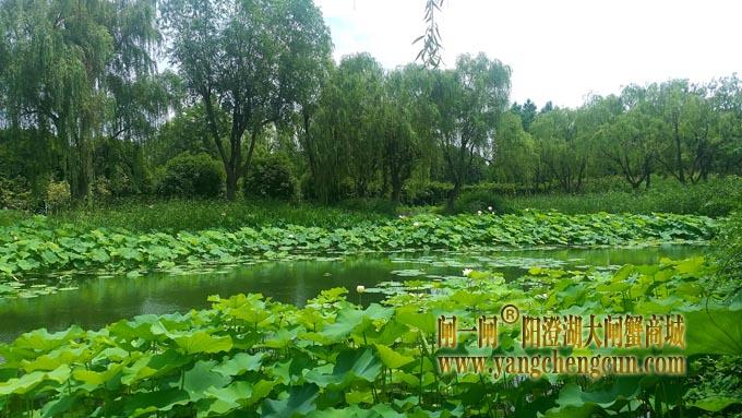 阳澄湖半岛——莲池湖的荷花开了