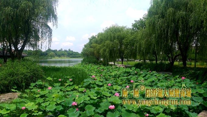 阳澄湖半岛——莲池湖的荷花开了