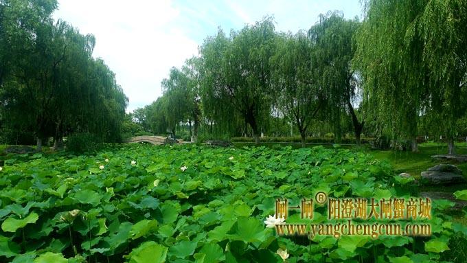阳澄湖半岛——莲池湖的荷花开了