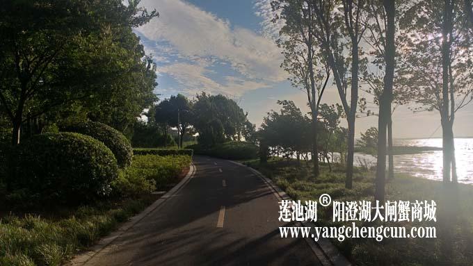 阳澄湖半岛——清晨