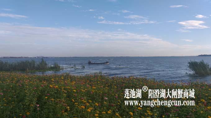 阳澄湖半岛——清晨