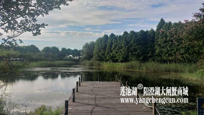 阳澄湖半岛——清晨