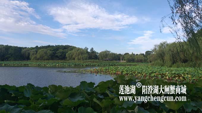 阳澄湖半岛——清晨