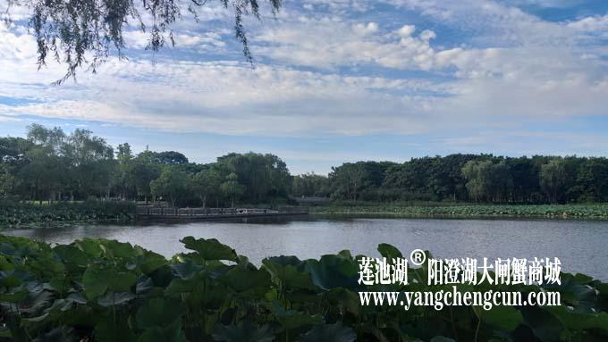 阳澄湖半岛——清晨