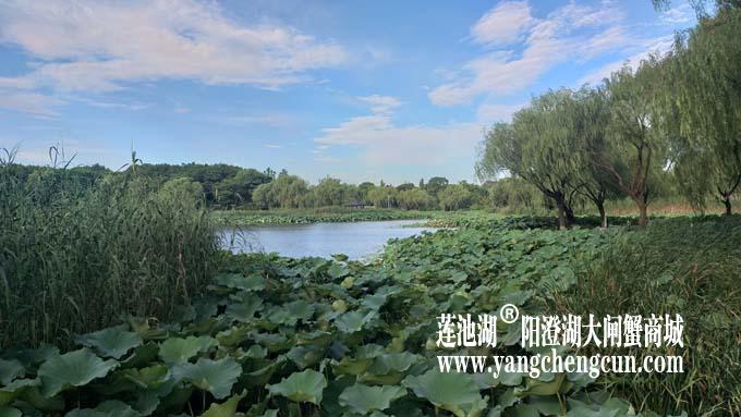 阳澄湖半岛——清晨