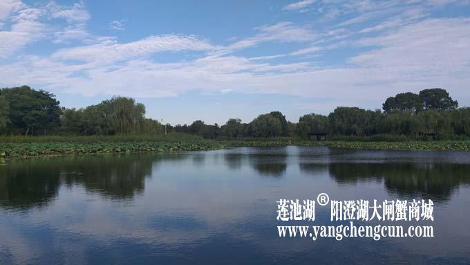 阳澄湖半岛——清晨