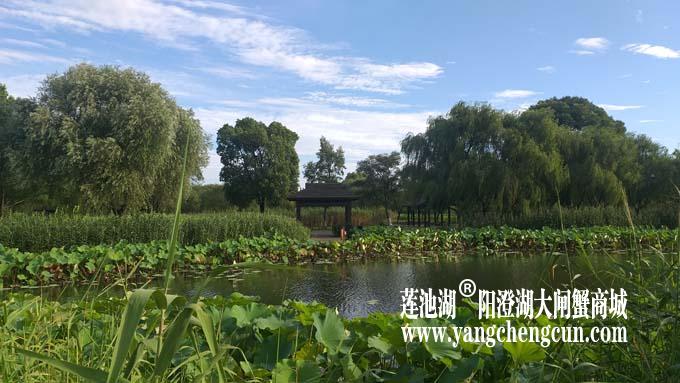 阳澄湖半岛——清晨