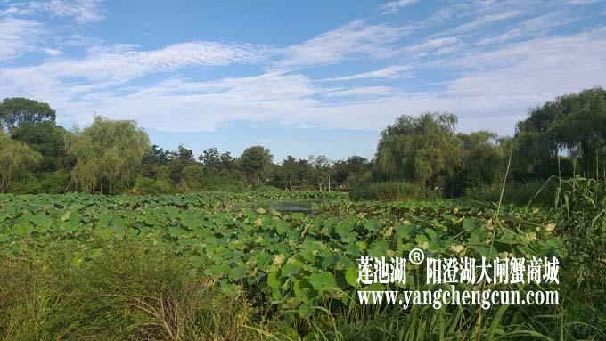 阳澄湖半岛——清晨
