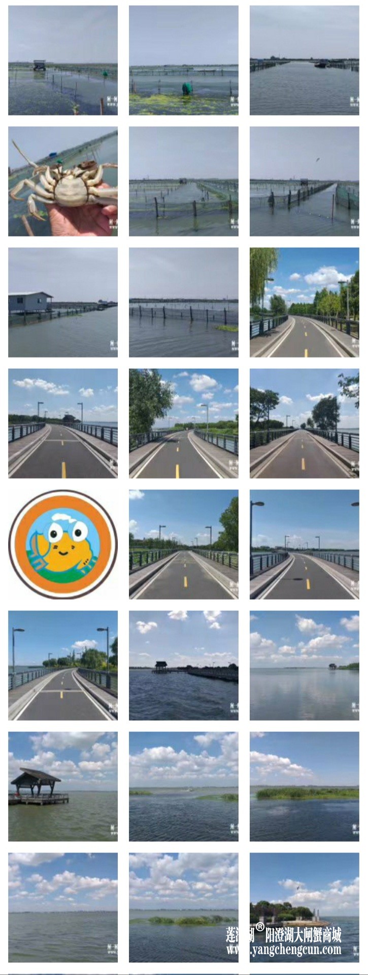 阳澄湖大闸蟹养蟹人的朋友圈