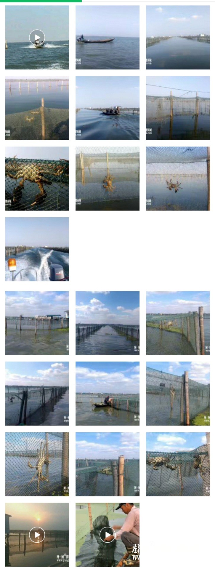 阳澄湖大闸蟹养蟹人的朋友圈