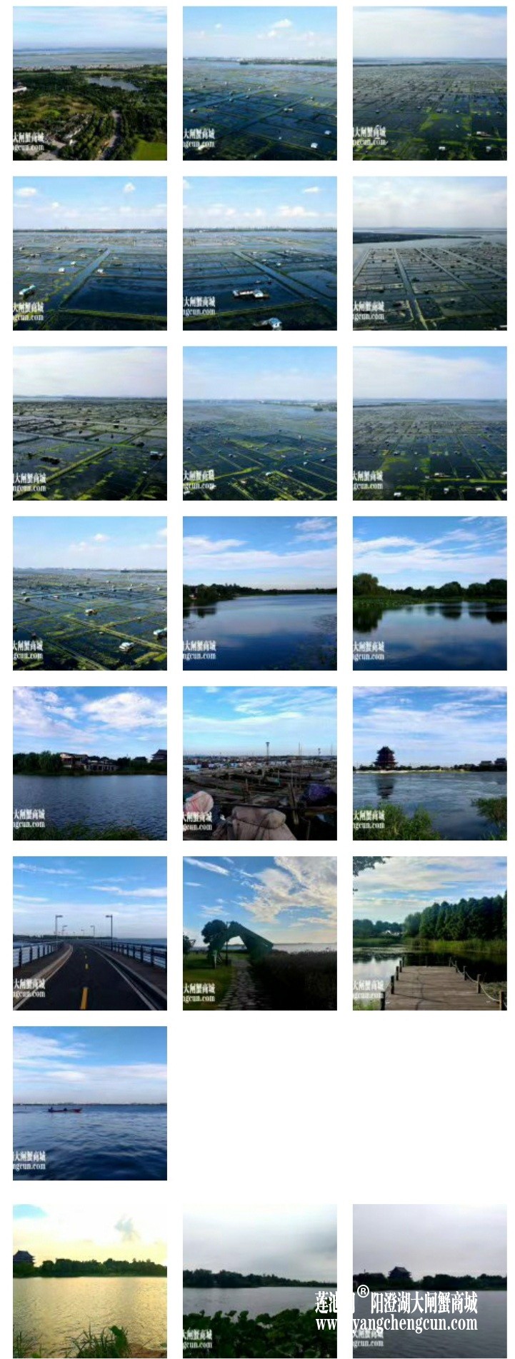 阳澄湖大闸蟹养蟹人的朋友圈