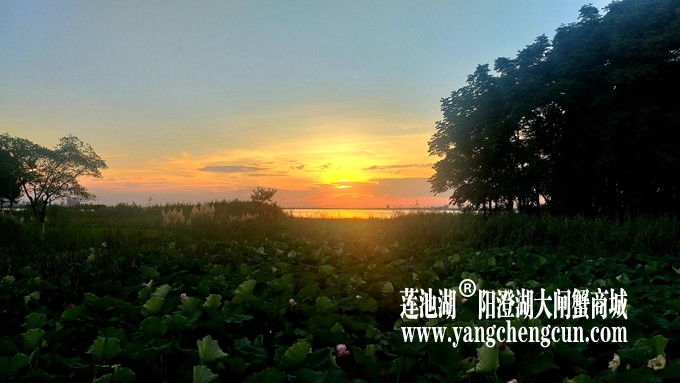 阳澄湖日落