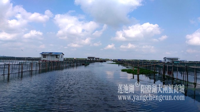 蓝天白云的日子(阳澄湖上)