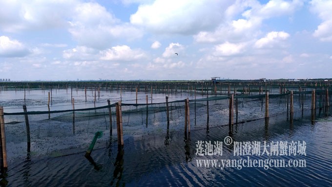 蓝天白云的日子(阳澄湖上)