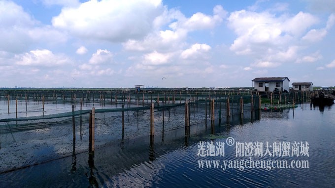 蓝天白云的日子(阳澄湖上)