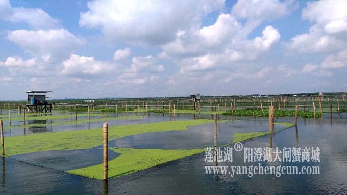 蓝天白云的日子(阳澄湖上)