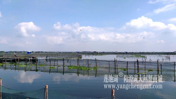 蓝天白云的日子(阳澄湖上)