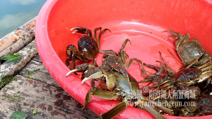 蓝天白云的日子(阳澄湖上)