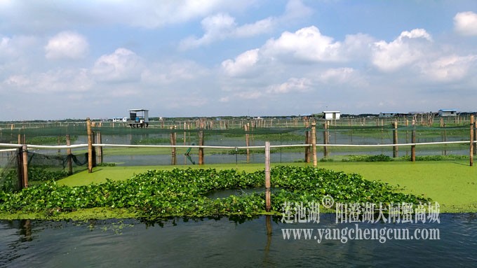 蓝天白云的日子(阳澄湖上)