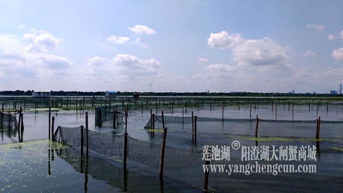 蓝天白云的日子(阳澄湖上)