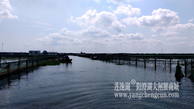 蓝天白云的日子(阳澄湖上)