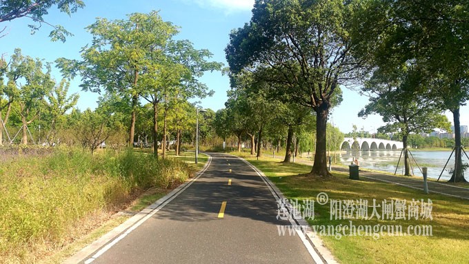 蓝天白云的日子(自行车道)