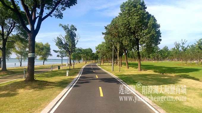 蓝天白云的日子(自行车道)