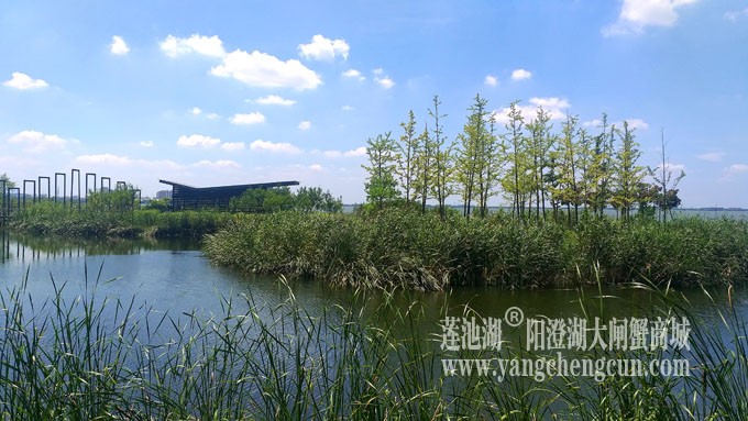 蓝天白云的日子(生态湿地)