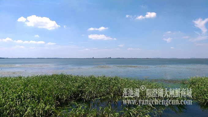 蓝天白云的日子(生态湿地)