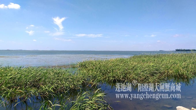 蓝天白云的日子(生态湿地)