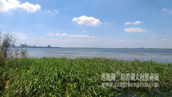 蓝天白云的日子(生态湿地)