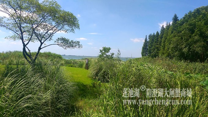 蓝天白云的日子(生态湿地)