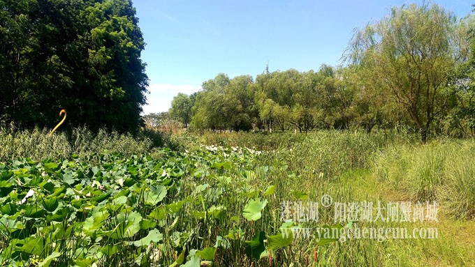 蓝天白云的日子(生态湿地)
