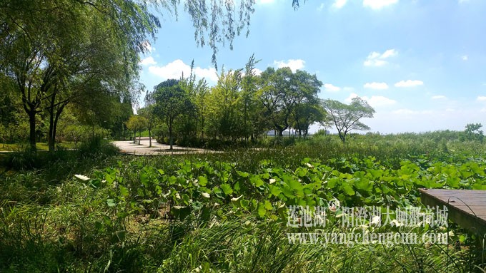 蓝天白云的日子(生态湿地)