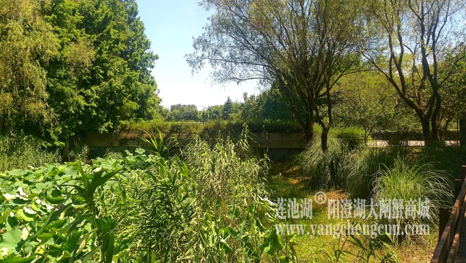 蓝天白云的日子(生态湿地)