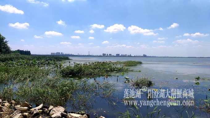 蓝天白云的日子(生态湿地)