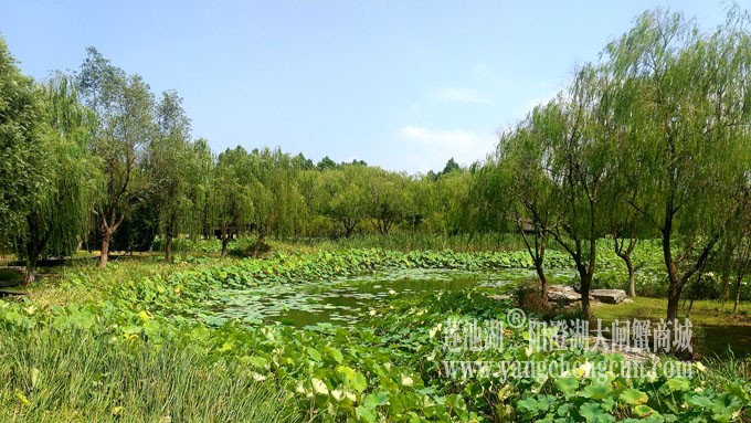 蓝天白云的日子(莲池湖)