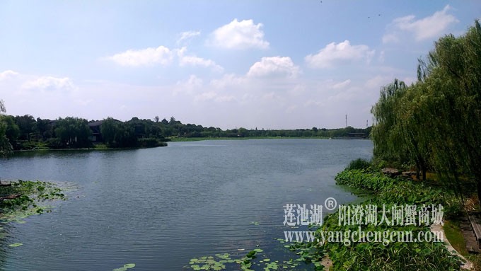 蓝天白云的日子(莲池湖)