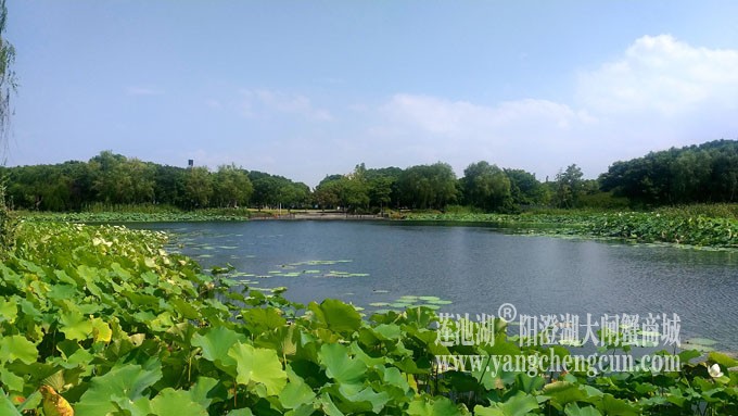 蓝天白云的日子(莲池湖)