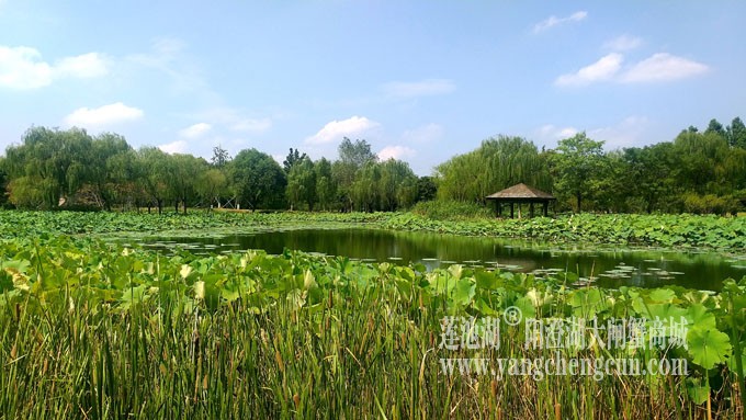 蓝天白云的日子(莲池湖)