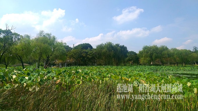 蓝天白云的日子(莲池湖)