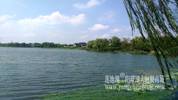 蓝天白云的日子(莲池湖)