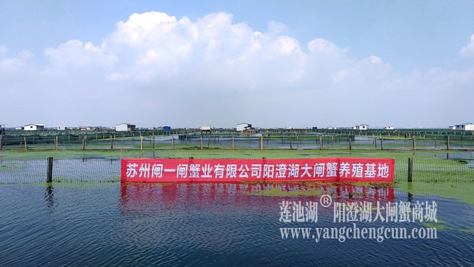阳澄湖大闸蟹养殖基地