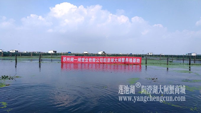 阳澄湖大闸蟹养殖基地