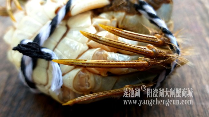 阳澄湖大闸蟹
