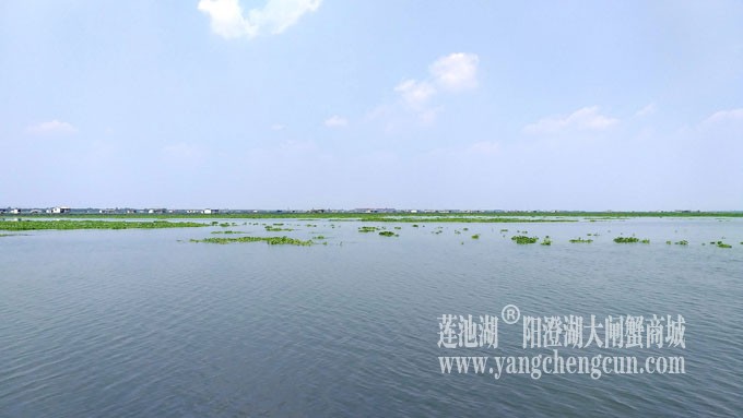 阳澄湖大闸蟹养殖基地的风景