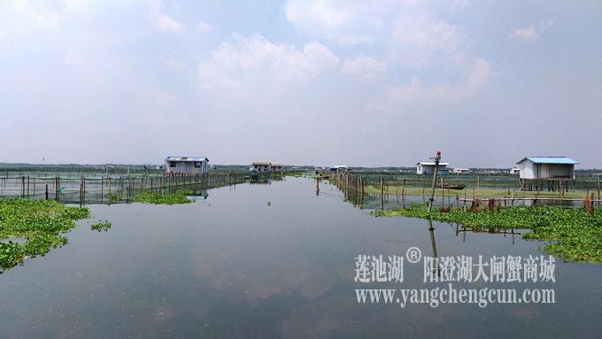 阳澄湖大闸蟹养殖基地的风景