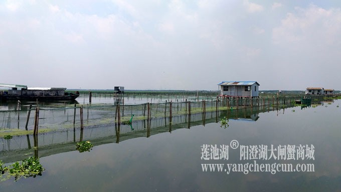 阳澄湖大闸蟹养殖基地的风景