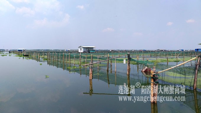 阳澄湖大闸蟹养殖基地的风景