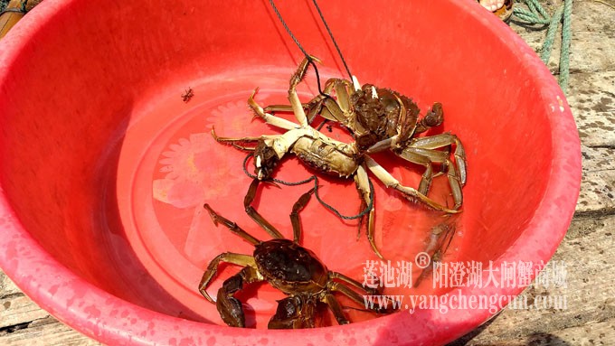 阳澄湖大闸蟹养殖基地的风景